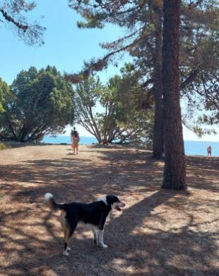 Cane in un bosco vicino al mare, con persone in lontananza.